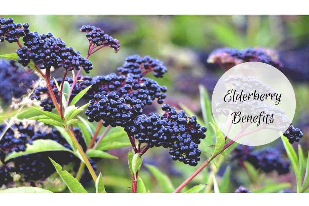 elderberry benefits _ Ayurvedum Ayurvedum