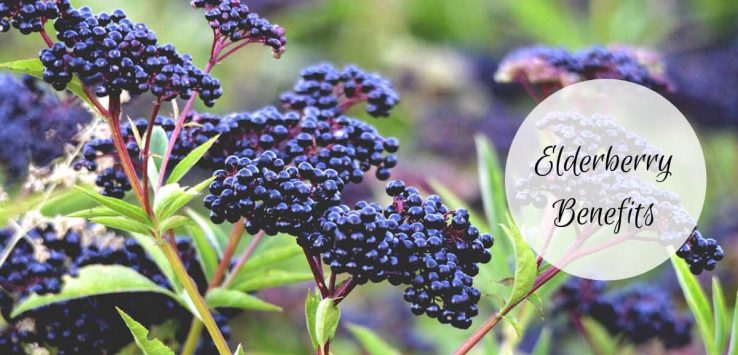 elderberry benefits _ Ayurvedum