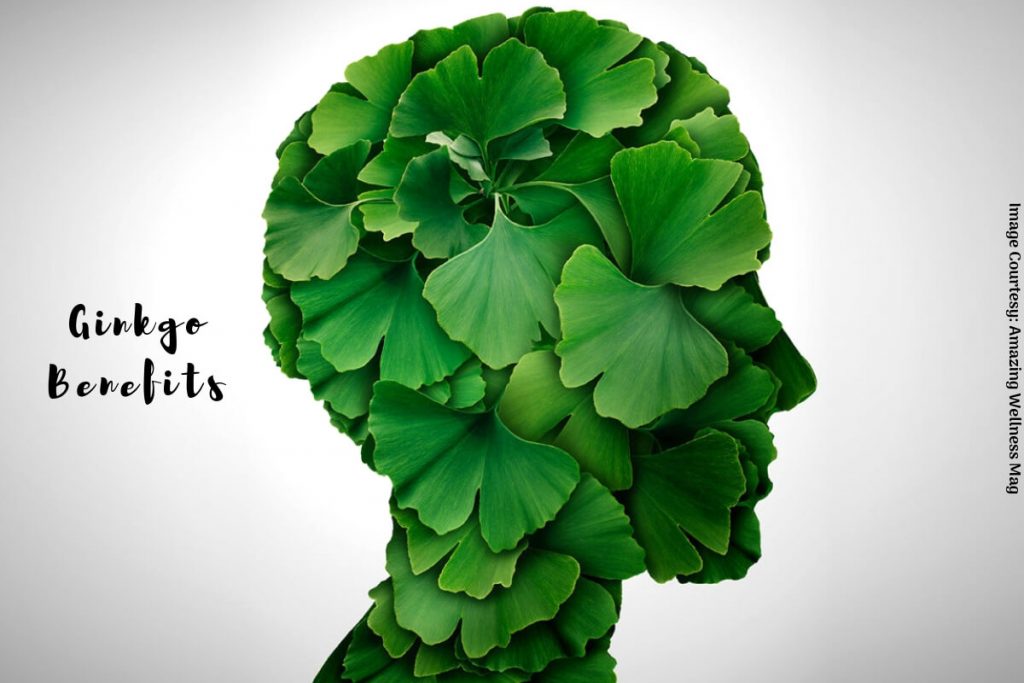 ginkgo biloba Benefits _ Ayurvedum Ayurvedum