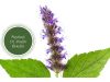 patchouli oil benefits_ Ayurvedum