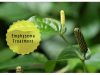 what is emphysema _ Ayurvedum