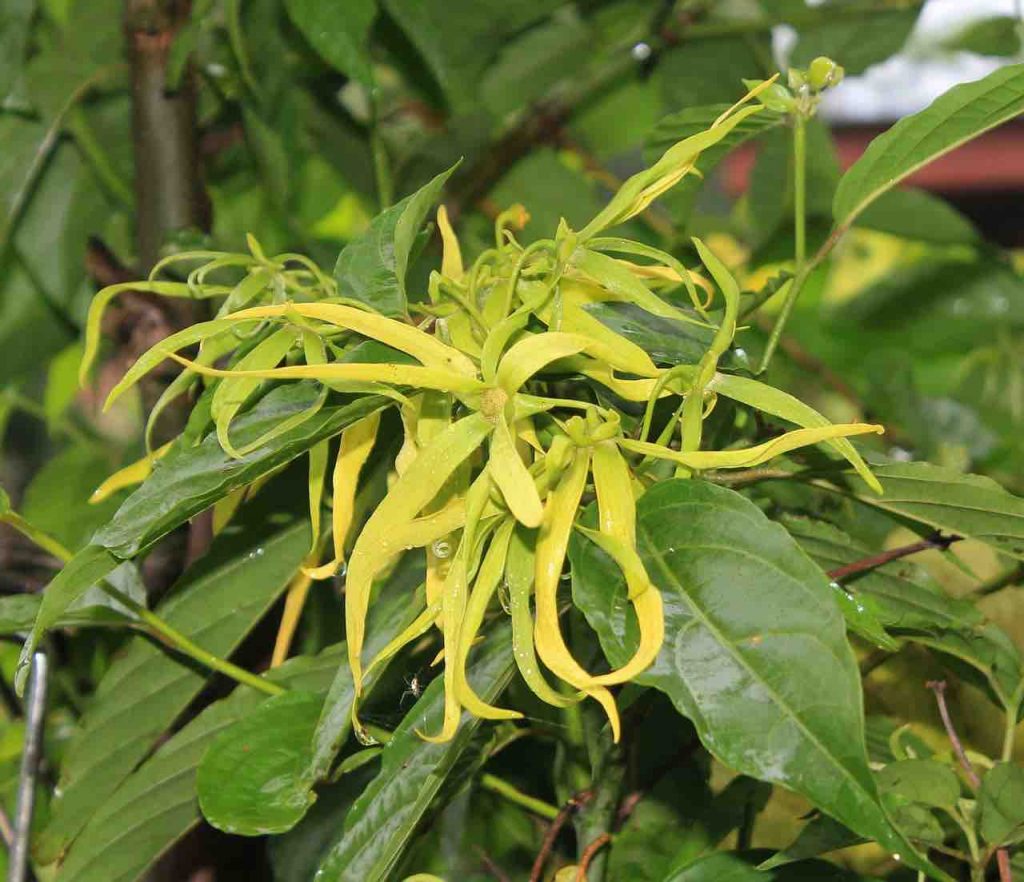 Ylang Ylang Uses For Health Beauty And Wellness