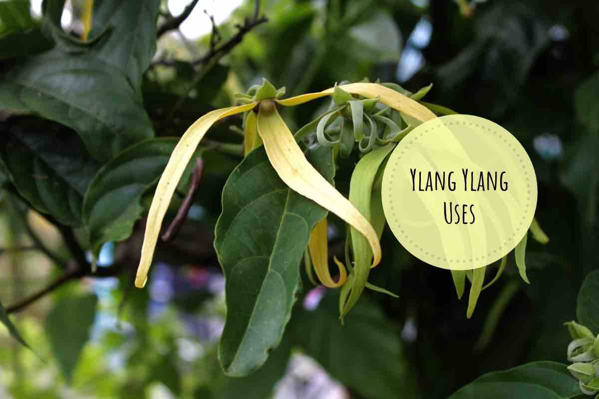 Ylang Ylang Uses For Health, Beauty And Wellness