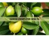 GUAVA LEAVES _ Ayurvedum