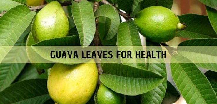 GUAVA LEAVES _ Ayurvedum