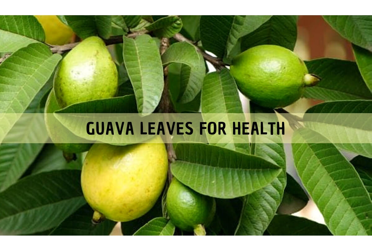 Benefits Of Guava Leaves For Hair And Overall Health