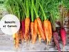 benefits of eating carrots