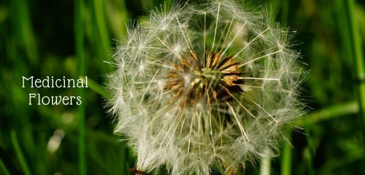 medicinal flowers _ Ayurvedum