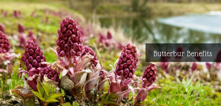 butterbur for migraines _ Ayurvedum