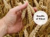 benefits of wheat