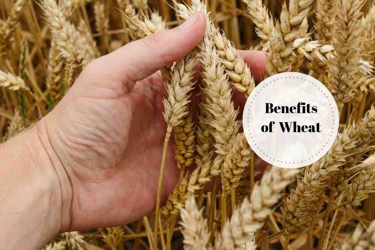 Is Whole Wheat Healthy Here s Ayurveda s Perspective health-benefits-of-wheat-germ-for-children