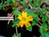 damiana benefits _ Ayurvedum