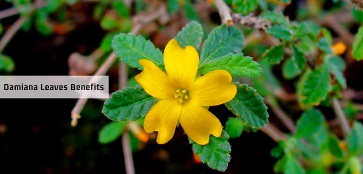 damiana benefits _ Ayurvedum