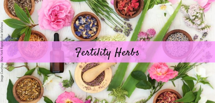 herbs for fertility _ Ayurvedum