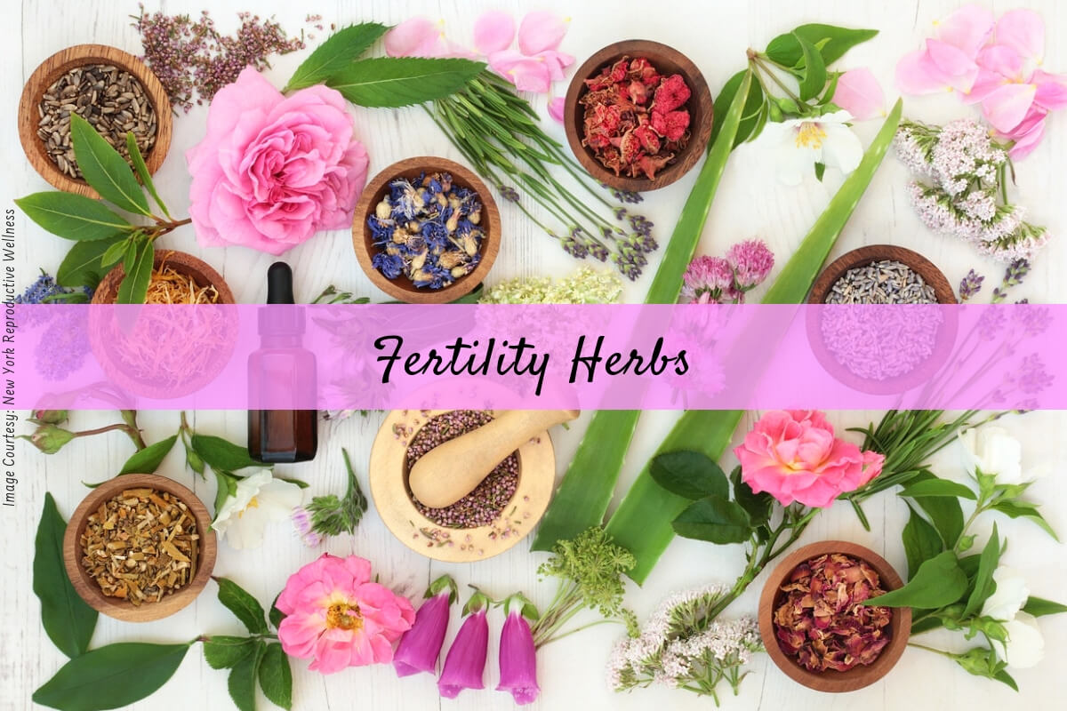 herbs for fertility _ Ayurvedum Ayurvedum