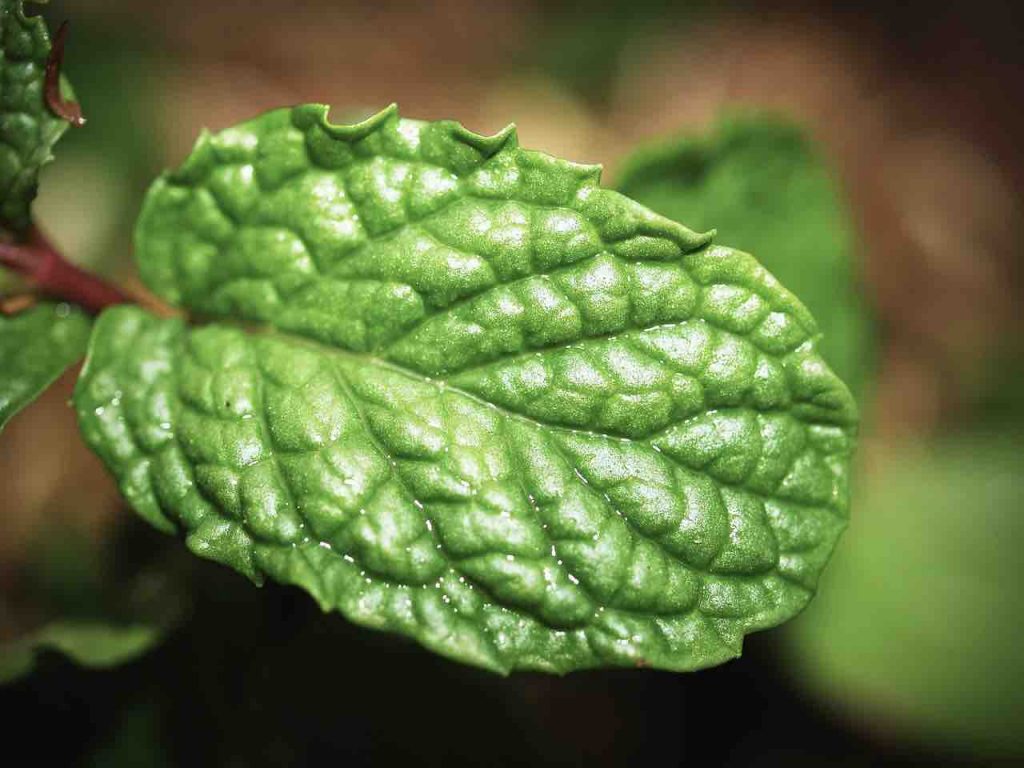 Tea For Inflammation And Pain 8 Excellent Options You Can Try