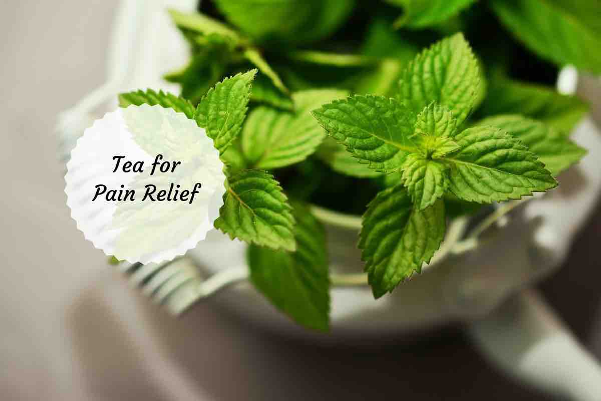 Tea For Inflammation And Pain 8 Excellent Options You Can Try tea-for-inflammation-and-pain-8-excellent-options-you-can-try