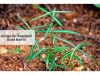 what is sarsaparilla _ Ayurvedum