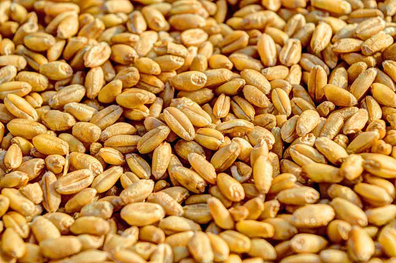Whole Grain Wheat Ayurvedum