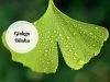 ginkgo biloba benefits