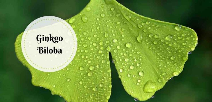 ginkgo biloba benefits