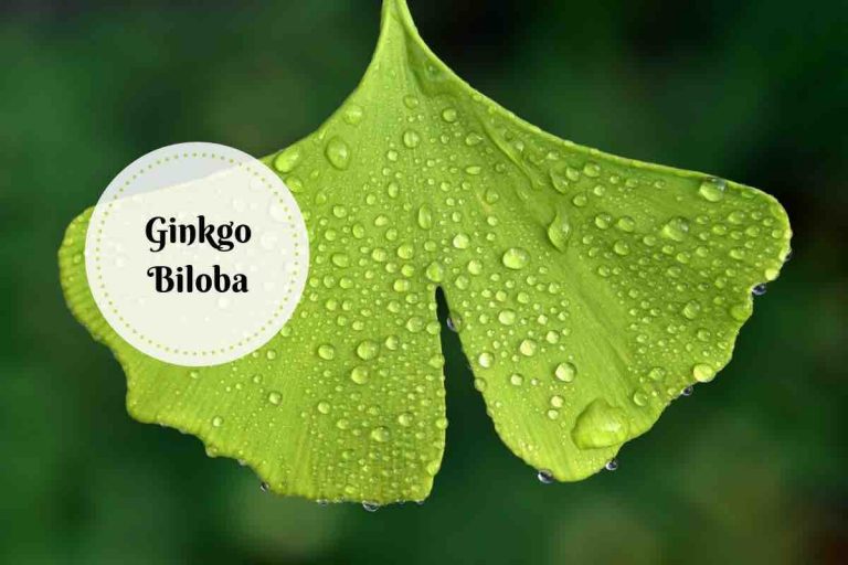 ginkgo biloba benefits Ayurvedum