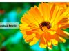 Calendula Flower _ Ayurvedum