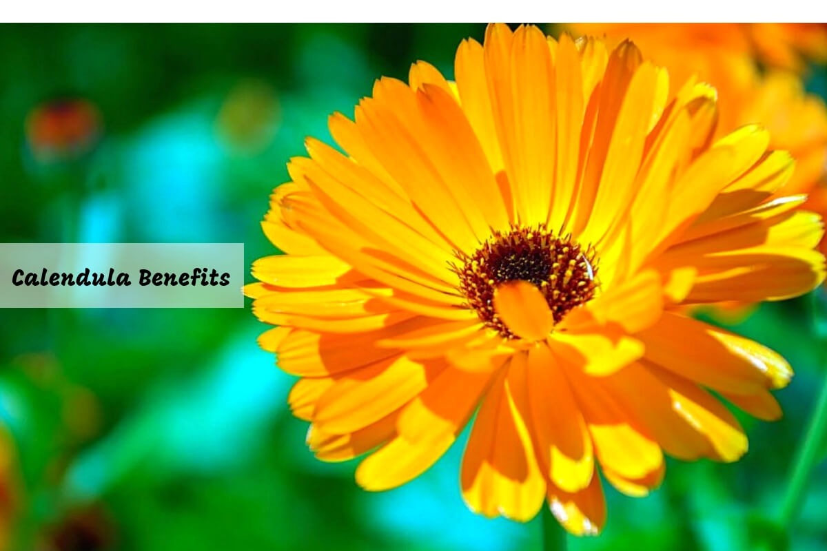Calendula Flower Health Benefits That'll Leave You In Awe