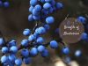 health benefits of blueberries
