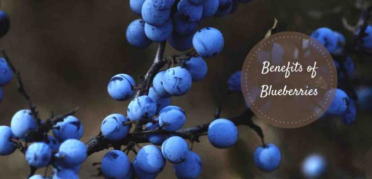 health benefits of blueberries