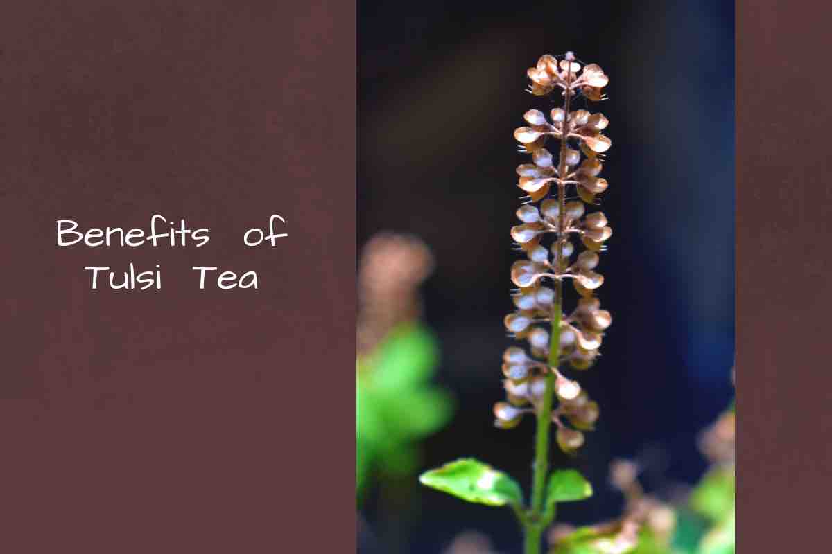 Tulsi Tea Benefits Ayurveda Has Known For Thousands Of Years Ayurvedum