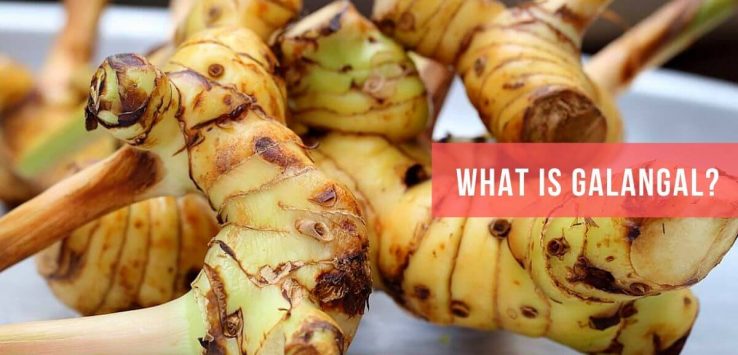 What Is Galangal _ Ayurvedum