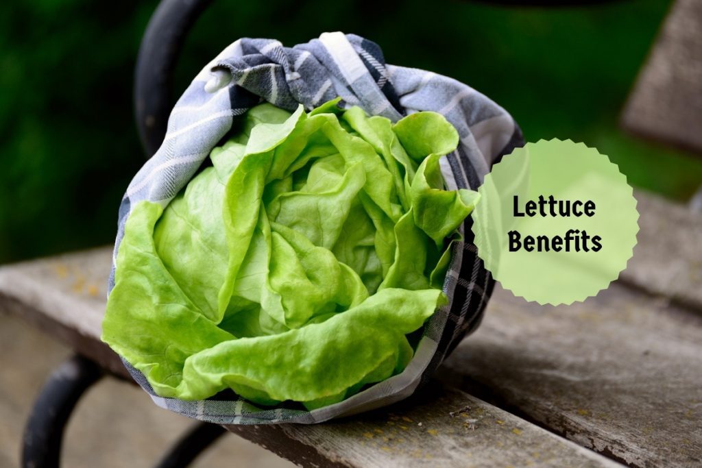 lettuce benefits Ayurvedum
