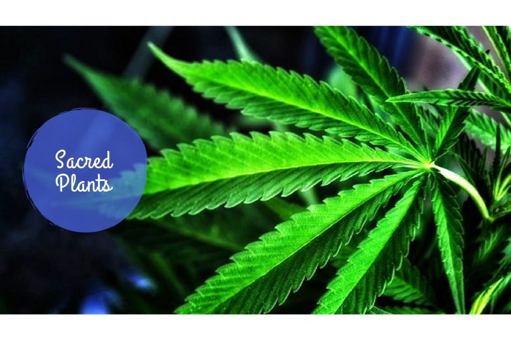 Sacred plants _ Ayurvedum Ayurvedum