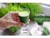 wheatgrass juice _ Ayurvedum